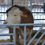 Коровы (1)