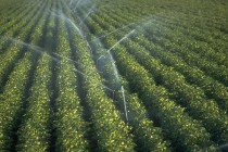 Минсельхоз России: в этом году поливами охвачено порядка 1,4 миллиона гектара сельхозкультур