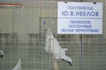 Выставка голубей Юрия Неелова состоялась в Тюмени