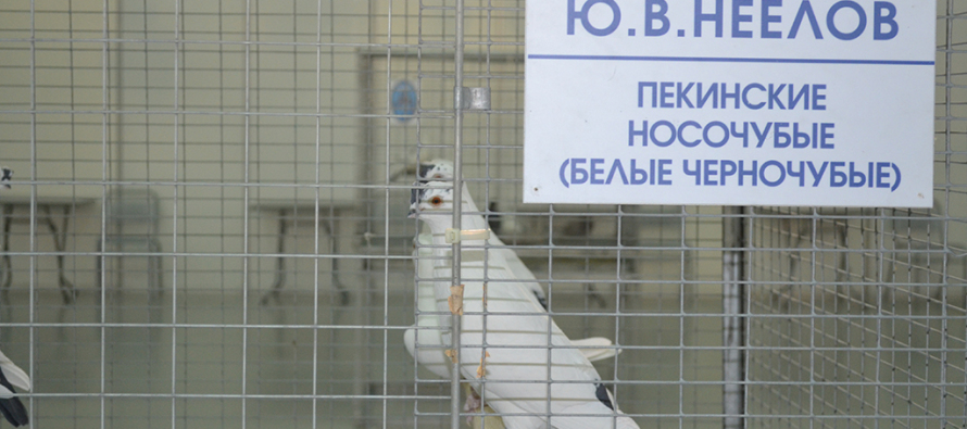 Выставка голубей Юрия Неелова состоялась в Тюмени