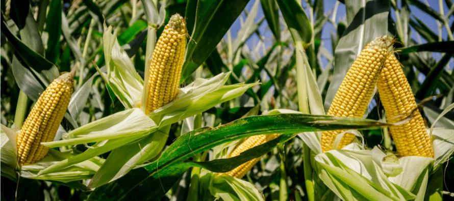 DEKALB расширил линейку  новыми высокоурожайными гибридами кукурузы