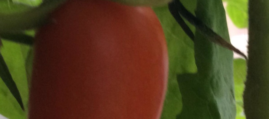 « ЭКО-культура» впервые на российском рынке эксклюзивно представит пять сортов голландских томатов