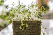 Советы эксперта: как вырастить рассаду со здоровой корневой системой