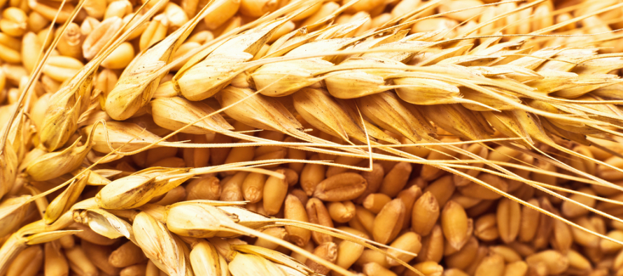 Глубокая переработка зерна и промышленная биотехнология –  в центре внимания на Форуме «Грэйнтек-2020»