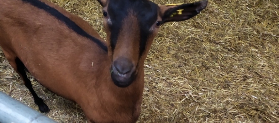 RFID-технологии в животноводстве: «Ферма М2» раскрыла свои секреты