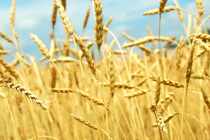 Первый миллион тонн зерна исследован специалистами Новороссийского филиала ФГБУ «Центр оценки качества зерна» с начала года