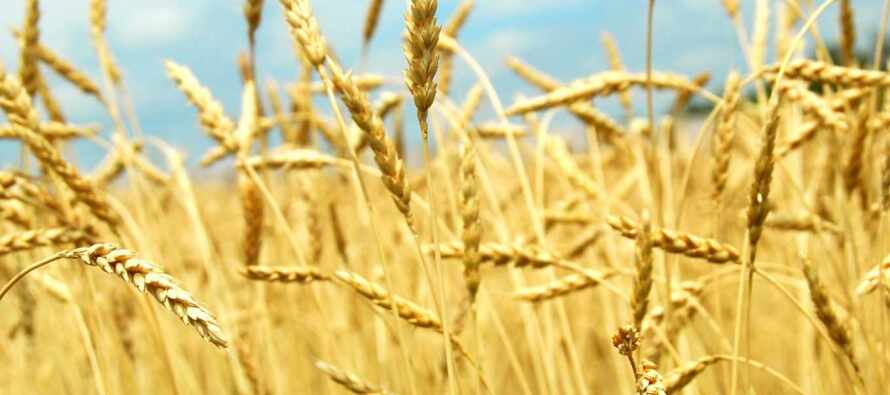 1,2 млн т продукции исследовано специалистами филиала ФГБУ «Центр оценки качества зерна» в Республике Татарстан в прошедшем году