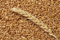 Почти 400 тонн семенной пшеницы экспортировано в Монголию