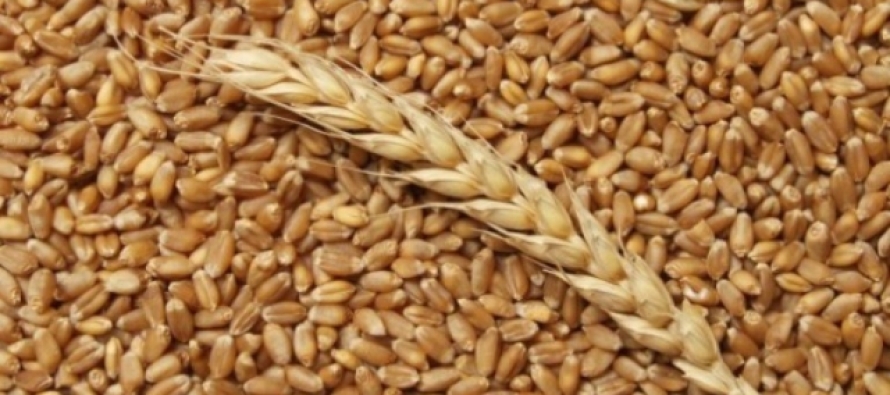 Почти 400 тонн семенной пшеницы экспортировано в Монголию