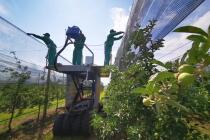 «Агроном-Сад» установили противоградную сетку на 112 га интенсивного сада