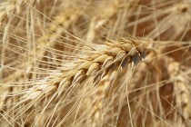 Пшеница 2 класса выявлена в Воронежской области
