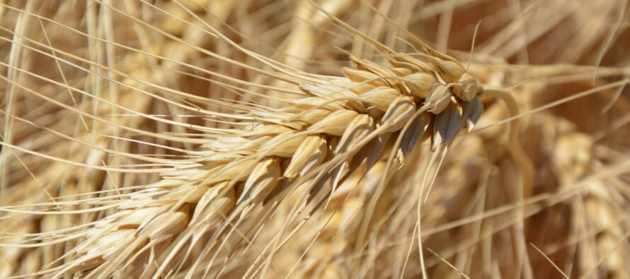 О качестве твердой пшеницы нового урожая в Волгоградской области