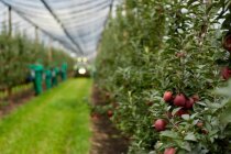 В Липецкой области начался сбор урожая яблок