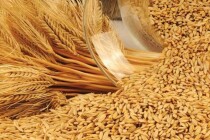 Россия в 7 раз увеличила объемы поставок пшеницы в Саудовскую Аравию и в 13 раз — в Алжир