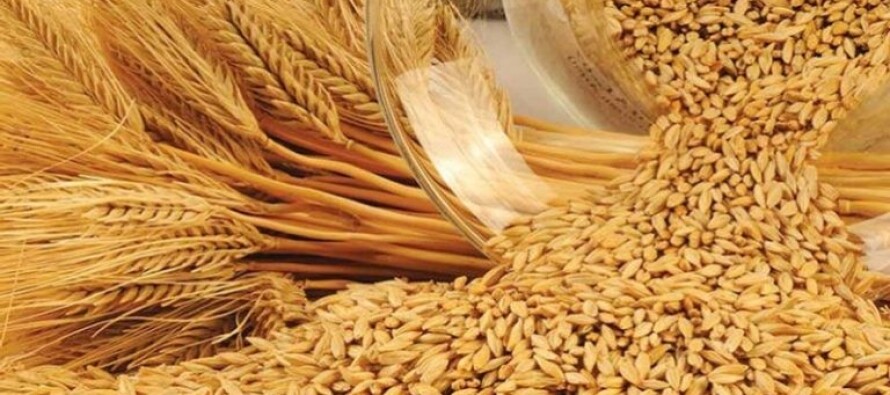 Рубеж в 16 млн т исследованной зерновой продукции преодолен специалистами Новороссийского филиала ФГБУ «Центр оценки качества зерна»