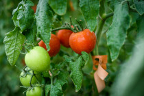 Особенности выращивания томата на гидропонике