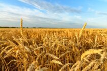 Партия некачественного проса нового урожая выявлена специалистами Волгоградского филиала ФГБУ «Центр оценки качества зерна»