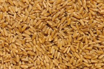 В Ростовской области впервые выявлена твердая пшеница