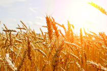В Ростовской области выявлено 58,3 % пшеницы 3-го класса