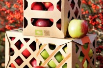 Урожай яблок компании «Агроном-Сад» в 2021 увеличился на 70%