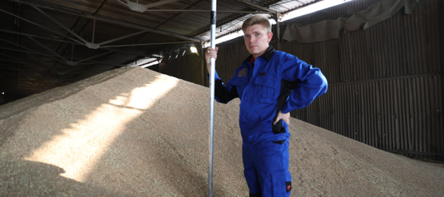 Более 15 млн т зерновой продукции исследовано специалистами Ростовского филиала ФГБУ «Центр оценки качества зерна» с начала года