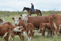 В Челябинской области растут продажи племенного молодняка мясных пород