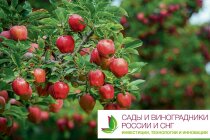 Перспективы импортозамещения плодово-ягодного сектора и виноградарства – получите бесплатный отчёт