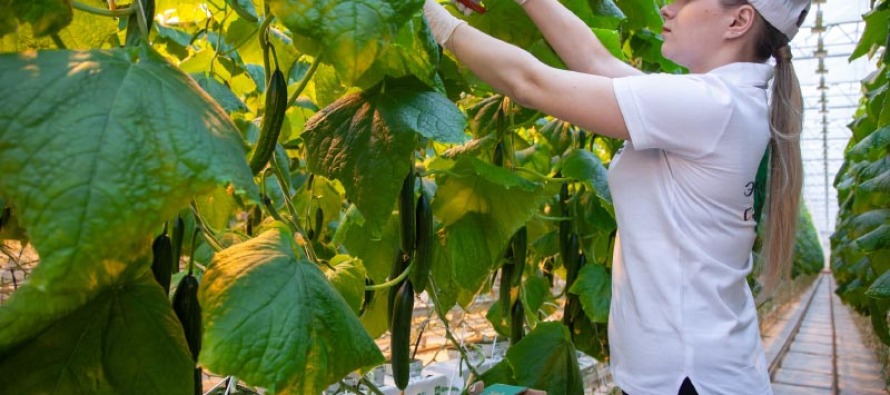 Агрохолдинг «ЭКО-культура» начал отгрузку в магазины первого урожая огурцов с новых тепличных площадей
