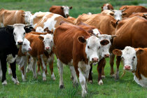 УК «Август-Агро» вводит еще три фермы на 2800 коров