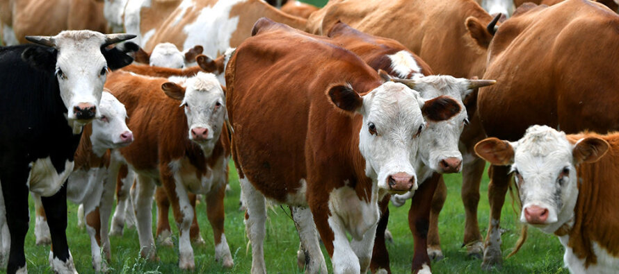 УК «Август-Агро» вводит еще три фермы на 2800 коров