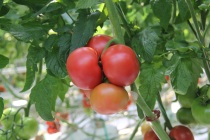 В новых теплицах агрохолдинга «ЭКО-культура» приступили к сбору урожая томатов