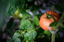 Как вырастить красивые и вкусные плоды томата