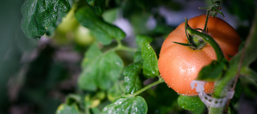 Как вырастить красивые и вкусные плоды томата