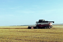 В Челябинской области приступили к обмолоту яровой пшеницы