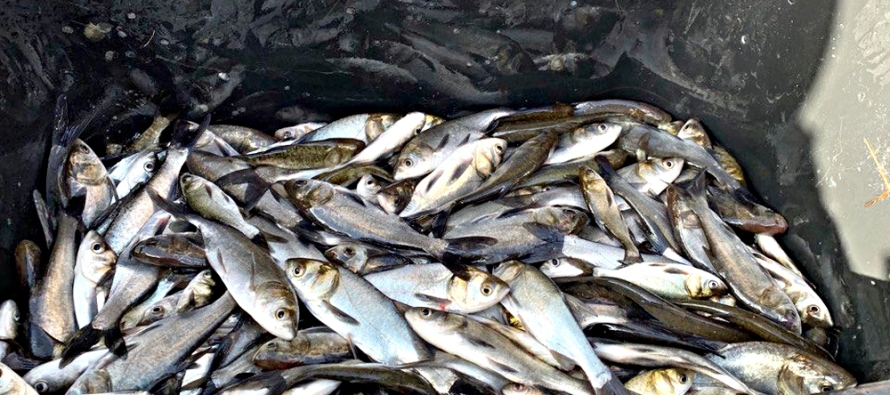 Озёра Челябинской области пополнились рыбой