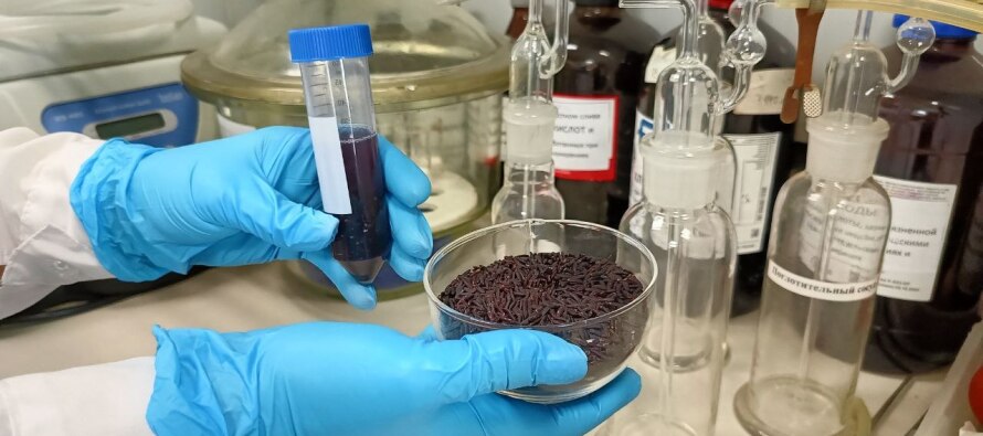 Редкий черный рис проверили на безопасность в лаборатории Новороссийского филиала ФГБУ «Центр оценки качества зерна»
