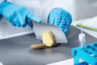 Что такое «слизистая болезнь» картофеля и что нужно знать сельхозтоваропроизводителям и дачникам