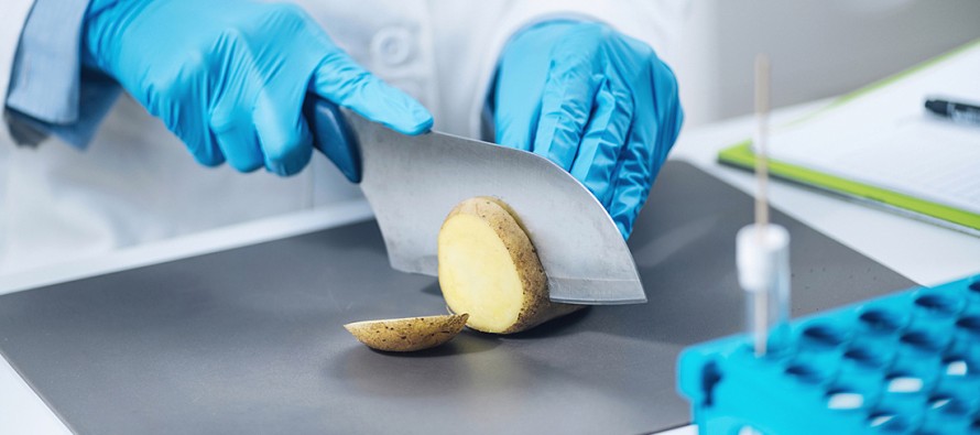 Что такое «слизистая болезнь» картофеля и что нужно знать сельхозтоваропроизводителям и дачникам