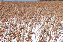 Контроль качества зерна, перезимовавшего под снегом на полях