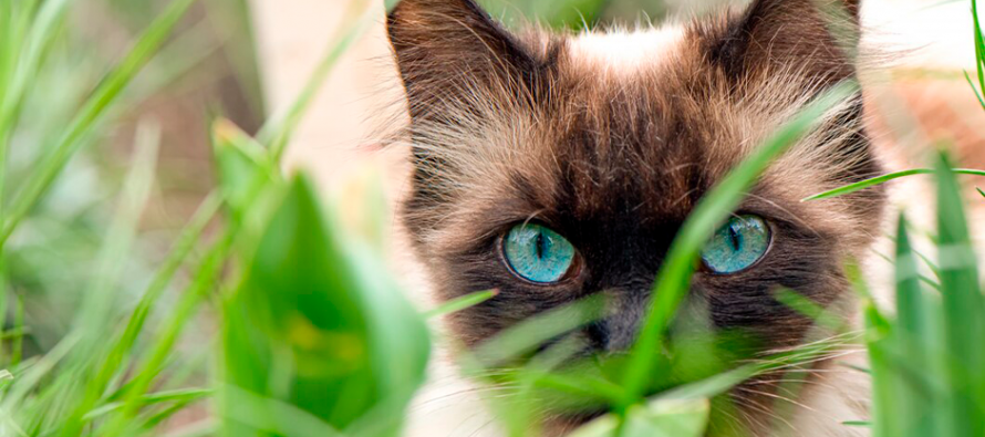 Как выбрать и вырастить безопасную траву для кошек