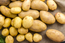 Золотистая картофельная нематода – угроза для картофеля
