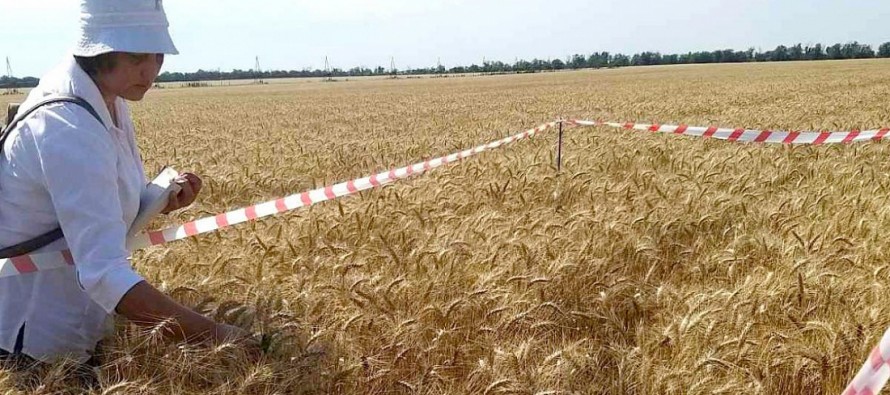Апробацию семенных посевов в Херсонской области провели специалисты Азово-Черноморского филиала