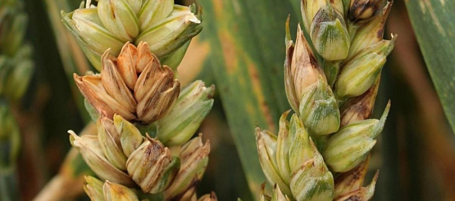 Легче предотвратить, чем обезвредить: опасность фузариоза пшеницы