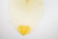 Два вида карантинных щитовок выявили в импортных фруктах алтайские специалисты