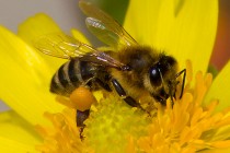 Профилактика гибели пчел от пестицидов