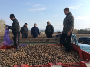 Загрузка картофеля для посадки на сайт