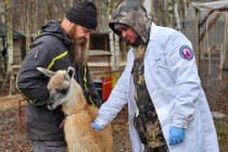 Животные-актёры из «Ковчега» получили подкожные чипы от ГК «Силтэк» с двумя номерами